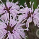 Monarda bradburiana 'Maramek' GM P9