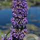 Nepeta 'Weinheim Big Blue' GM P9