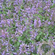 Nepeta 'Weinheim Big Blue' GM P9