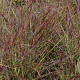 Panicum virgatum 'Oxblood Autumn' GM P9