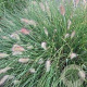 Pennisetum al. 'Weserbergland' GM P9