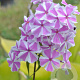 Phlox (M) 'Natascha' GM P9