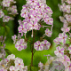 Phlox (M) 'Natascha' GM P9