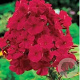 Phlox (P) 'Tenor' GM P9