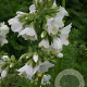 Polemonium caer. 'Album' GM P9