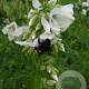 Polemonium caer. 'Album' GM P9