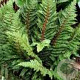 Polystichum set. 'Congestum' GM P9
