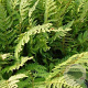 Polystichum set. 'Dahlem' GM P9