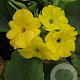 Primula pubescens GM P9