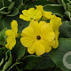 Primula pubescens GM P9