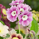 Primula pubescens GM P9