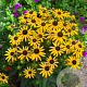 Rudbeckia f. 'Little Goldstar' GM P9