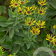 Rudbeckia subt. 'Little Henry' GM P9
