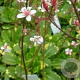 Saxifraga u. 'Variegata' GM P9