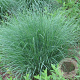 Schizachyrium scoparium GM P9