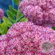 Sedum telep. 'Indian Chief' GM P9