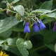 Symphytum grand. 'Hidcote Blue' GM P9