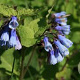 Symphytum grand. 'Hidcote Blue' GM P9