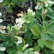Teucrium cham. 'Album' GM P9