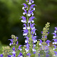 Salvia 'Azure Snow' GM P9
