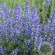 Salvia 'Azure Snow' GM P9