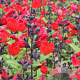Salvia 'Royal Bumble' GM P9