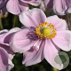 Anemone hyb. 'Loreley' GM P9