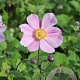 Anemone hyb. 'Loreley' GM P9