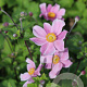 Anemone hyb. 'Loreley' GM P9