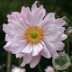 Anemone hyb. 'Mont-rose' GM P9