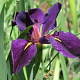 Iris (L) 'Black Gamecock' GM P9