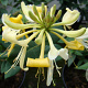 Lonicera per. 'Graham Thomas' 70 cm 2,0L