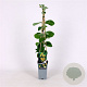 Lonicera tellmanniana 70 cm 2,0L