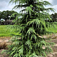 Cedrus deodara 275-300 cm draadkluit