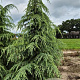 Cedrus deodara 275-300 cm draadkluit