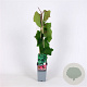 Vitis coignetiae 70 cm 2,0L