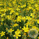 Hypericum olympicum GM P9 BIO