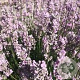 Lavandula ang. 'Miss Katherine' GM P9 BIO