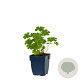 Geranium 'Philippe Vapelle' GM  P11