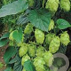 Humulus l. Challenger GM 2,0L