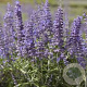 Perovskia atripl. Lacey Blue GM P9 BIO