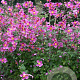 Anemone h. 'Splendens' GM P9