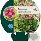 Anemone h. 'Splendens' GM P9