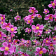 Anemone h. 'Splendens' GM P9