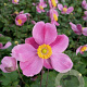 Anemone h. 'Splendens' GM P9