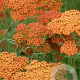 Achillea 'Feuerland' GM P9 BIO
