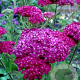 Achillea m. 'Saucy Seduction' GM P9 BIO