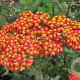 Achillea 'Walther Funcke' GM P9 BIO