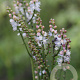 Actaea japonica 'Cheju-do' GM P9 BIO