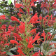 Agastache 'Kudos Red' GM P9 BIO